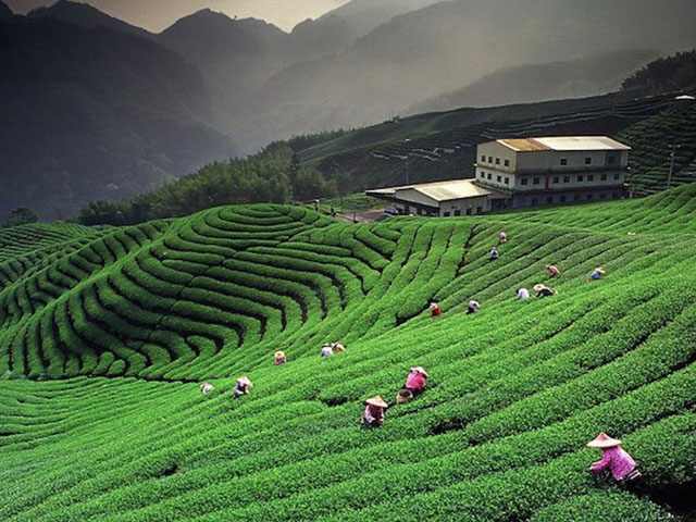 luxury-tea-india